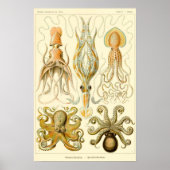  Octopus Squid Gamochonia door Ernst Haeckel Poster (Voorkant)