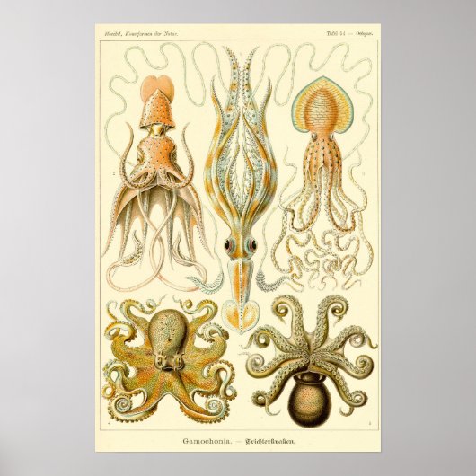  Octopus Squid Gamochonia door Ernst Haeckel Poster (Voorkant)