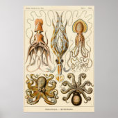 Octopus Squid Gamochonia door Ernst Haeckel Poster (Voorkant)