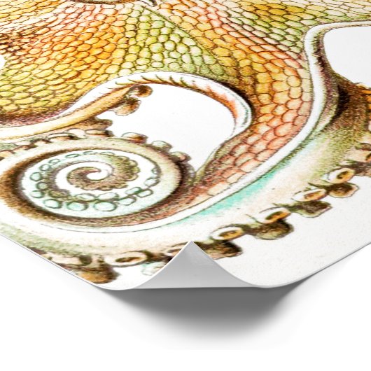 Octopus Squid, Gamochonia door Ernst Haeckel Poster (Hoek)