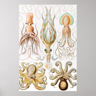 Octopus Squid, Gamochonia door Ernst Haeckel Poster
