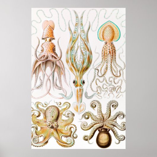 Octopus Squid, Gamochonia door Ernst Haeckel Poster (Voorkant)