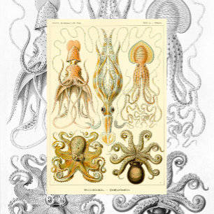  Octopus Squid Gamochonia door Ernst Haeckel Poster