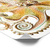 Octopus Squid, Gamochonia door Ernst Haeckel Poster (Hoek)