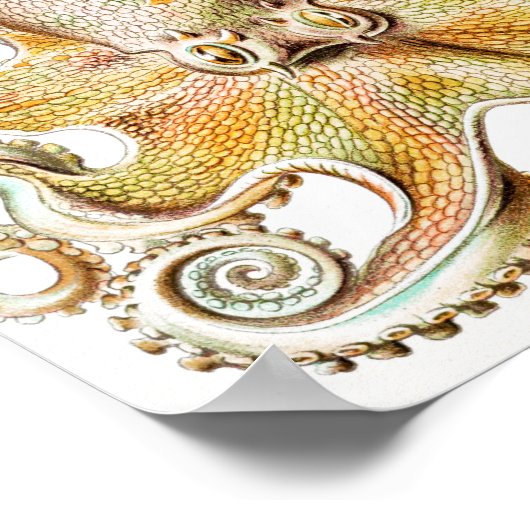 Octopus Squid, Gamochonia door Ernst Haeckel Poster (Hoek)