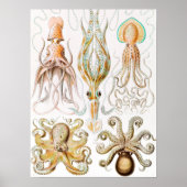 Octopus Squid, Gamochonia door Ernst Haeckel Poster (Voorkant)