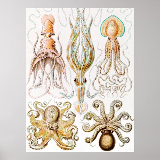 Octopus Squid, Gamochonia door Ernst Haeckel Poster (Voorkant)