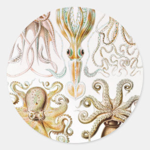 Octopus Squid, Gamochonia door Ernst Haeckel Ronde Sticker