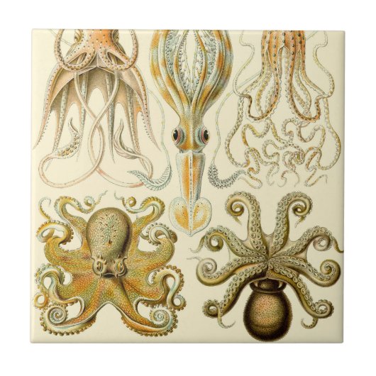  Octopus Squid Gamochonia door Ernst Haeckel Tegeltje (Voorkant)