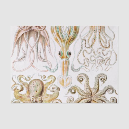 Octopus Squid, Gamochonia door Ernst Haeckel Tissuepapier (Voorkant)