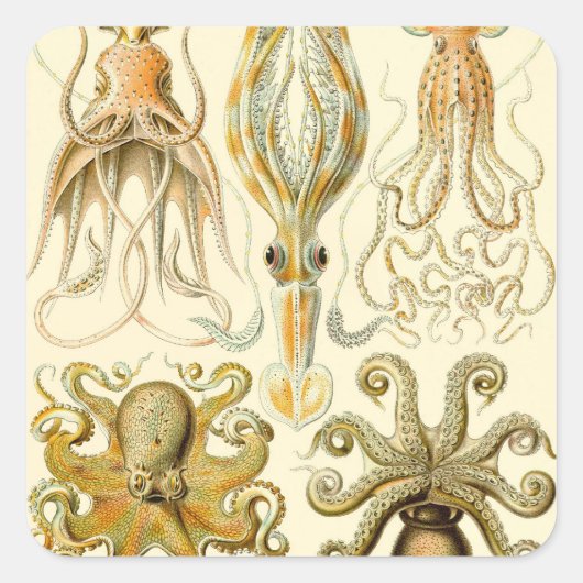  Octopus Squid Gamochonia door Ernst Haeckel Vierkante Sticker (Voorkant)