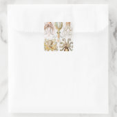 Octopus Squid, Gamochonia door Ernst Haeckel Vierkante Sticker (Tas)