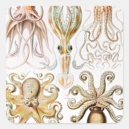 Octopus Squid, Gamochonia door Ernst Haeckel Vierkante Sticker (Voorkant)