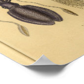 Octopus Squid Nautilus  Illustratie Afdrukken Poster (Hoek)