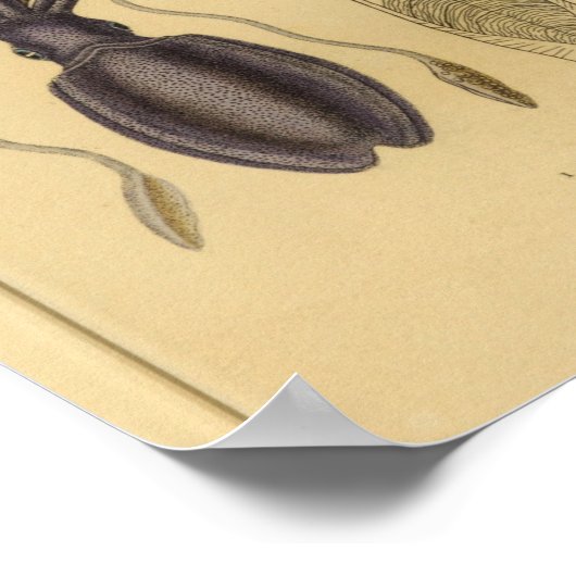 Octopus Squid Nautilus  Illustratie Afdrukken Poster (Hoek)