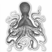 octopus