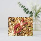 Octopus Stinkhorn Briefkaart (Staand voorkant)