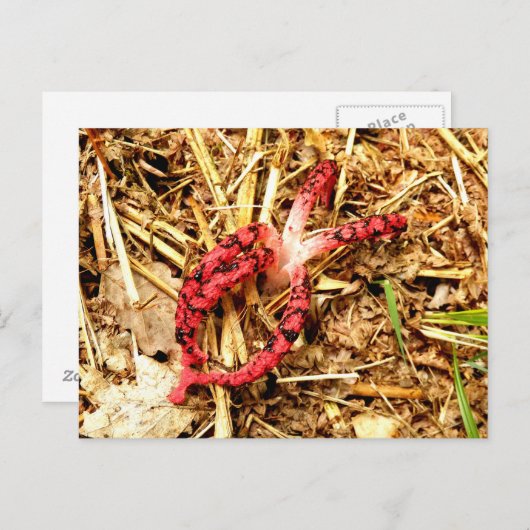 Octopus Stinkhorn Briefkaart (Voorkant / Achterkant)