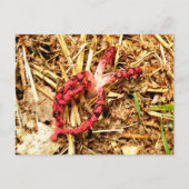 Octopus Stinkhorn Briefkaart (Voorkant)