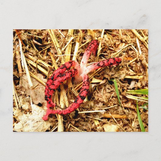 Octopus Stinkhorn Briefkaart (Voorkant)