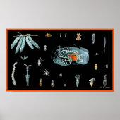 Octopus Studie Poster (Voorkant)