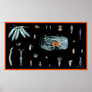 Octopus Studie Poster