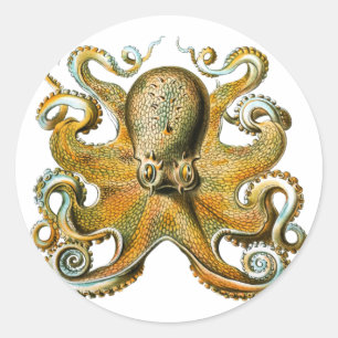 Octopus Tekening Tentakels Ronde Sticker