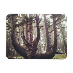 Octopus Tree, Cape Meares Magneet