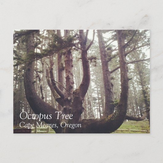 Octopus Tree, Cape Meares, Oregon Briefkaart (Voorkant)