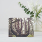 Octopus Tree, Cape Meares, Oregon Briefkaart (Staand voorkant)