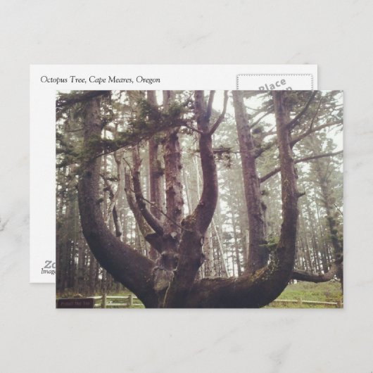 Octopus Tree, Cape Meares, Oregon Briefkaart (Voorkant / Achterkant)