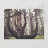 Octopus Tree, Cape Meares, Oregon Briefkaart (Voorkant)
