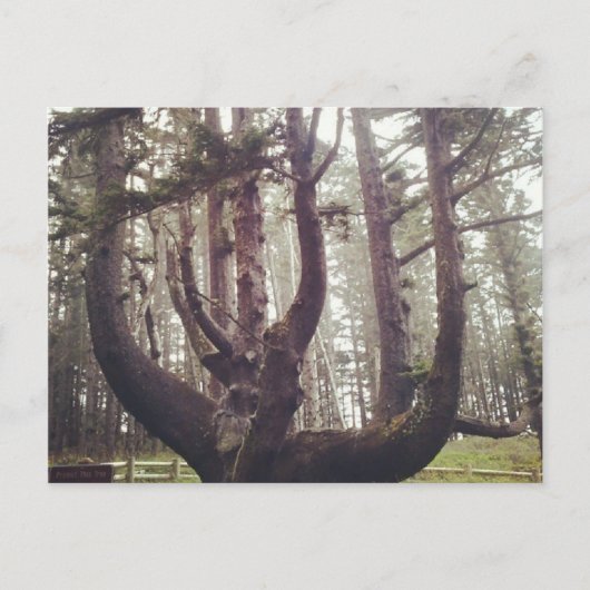 Octopus Tree, Cape Meares, Oregon Briefkaart (Voorkant)