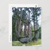 Octopus Tree, Cape Meares, Oregon Briefkaart (Voorkant / Achterkant)