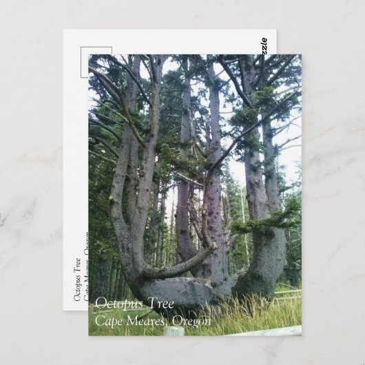 Octopus Tree, Cape Meares, Oregon Briefkaart (Voorkant / Achterkant)