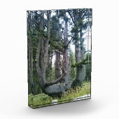 Octopus Tree, Cape Meares, Oregon Fotoblokken (Links)