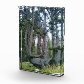 Octopus Tree, Cape Meares, Oregon Fotoblokken (Rechts)