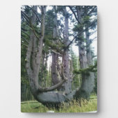 Octopus Tree, Cape Meares, Oregon Fotoplaat (voorkant)