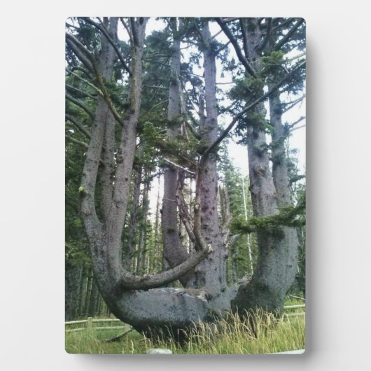 Octopus Tree, Cape Meares, Oregon Fotoplaat (voorkant)