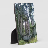 Octopus Tree, Cape Meares, Oregon Fotoplaat (Zijkant)