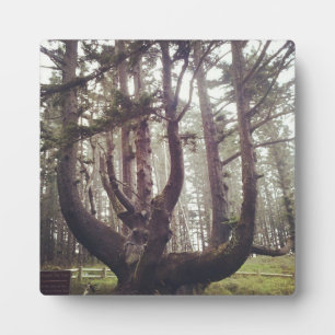 Octopus Tree, Cape Meares, Oregon Fotoplaat