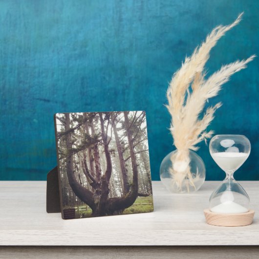 Octopus Tree, Cape Meares, Oregon Fotoplaat (Insitu)