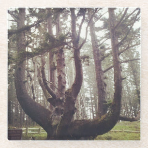 Octopus Tree, Cape Meares, Oregon Glazen Onderzetter