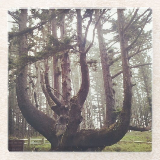 Octopus Tree, Cape Meares, Oregon Glazen Onderzetter (Voorkant)