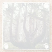Octopus Tree, Cape Meares, Oregon Glazen Onderzetter (Achterkant)