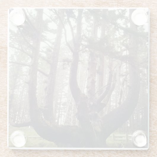 Octopus Tree, Cape Meares, Oregon Glazen Onderzetter (Achterkant)