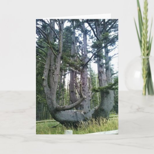 Octopus Tree, Cape Meares, Oregon Kaart (Voorkant)