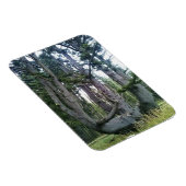 Octopus Tree, Cape Meares, Oregon Magneet (Rechterzijde)