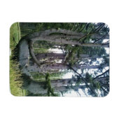 Octopus Tree, Cape Meares, Oregon Magneet (Horizontaal)