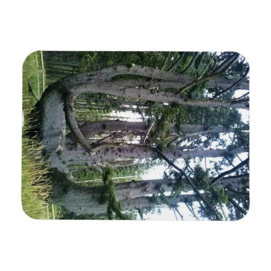 Octopus Tree, Cape Meares, Oregon Magneet (Horizontaal)